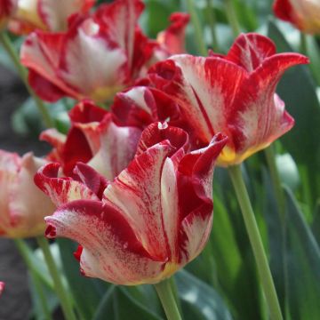 Tulipe Triomphe Flaming Crown