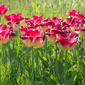 Tulipe triomphe Match