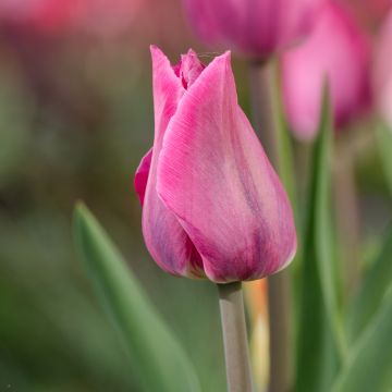 Tulipe Triomphe Mistress