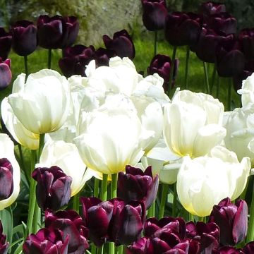 Tulipe Triomphe Pays-Bas