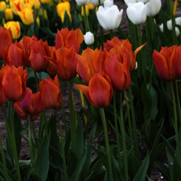 Tulipe Triomphe Request