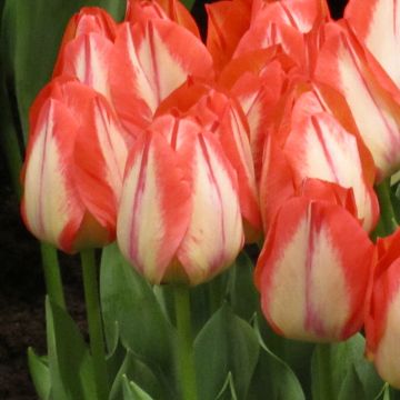 Tulipe Triomphe Spryng Break