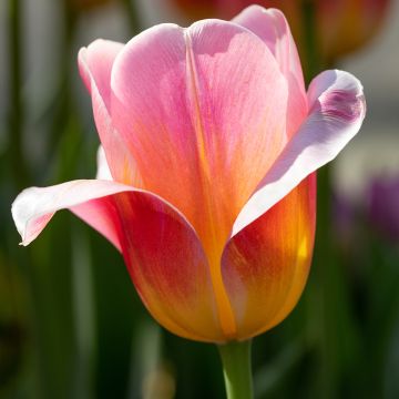 Tulipe Triomphe Tom Pouce