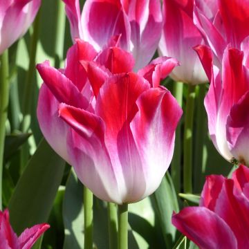 Tulipe Triomphe Whispering Dream