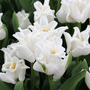 Tulipe Triomphe White Liberstar