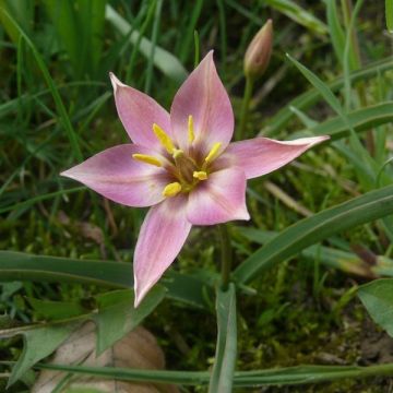 Tulipe botanique aucheriana