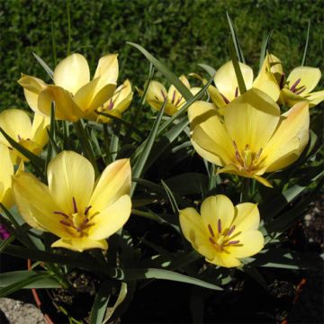 Tulipe botanique batalinii Yellow Jewel