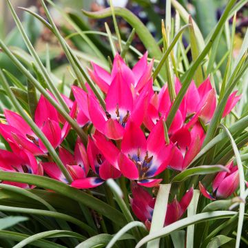 Tulipe Botanique Little Beauty