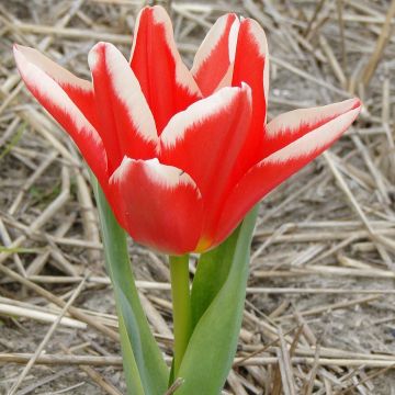 Tulipe botanique fosteriana Pirand