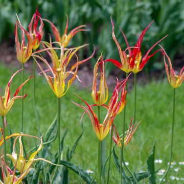 Tulipe botanique acuminata - Tulipe cornue