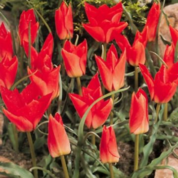 Tulipe botanique batalinii Red Gem