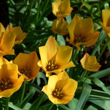 Tulipe botanique batalinii Yellow Jewel