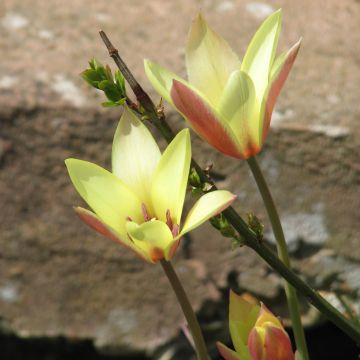 Tulipe botanique clusiana Cynthia - Tulipe des Dames