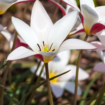 Tulipe botanique clusiana Lady Jane