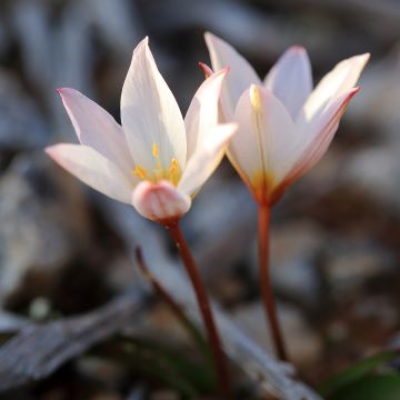 Tulipe botanique cretica Hilde