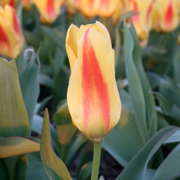 Tulipe botanique fosteriana Easter Parade