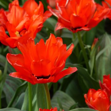 Tulipe botanique greigii Petit Chaperon Rouge Double