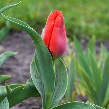 Tulipe botanique greigii Princesse Charmante