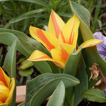 Tulipe botanique greigii Quebec