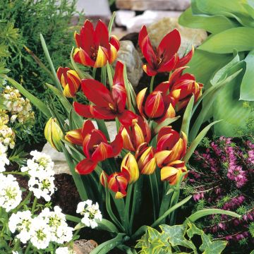 Tulipe botanique hageri
