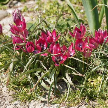 Tulipe botanique humilis Norah