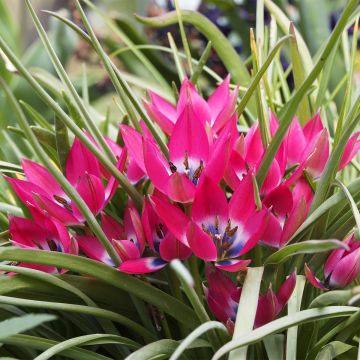 Tulipe botanique humilis