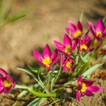 Tulipe botanique humilis pulchella Violacea Yellow Base*