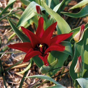 Tulipe botanique ingens (tubergeniana)