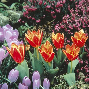 Tulipe Kaufmanniana en mélange