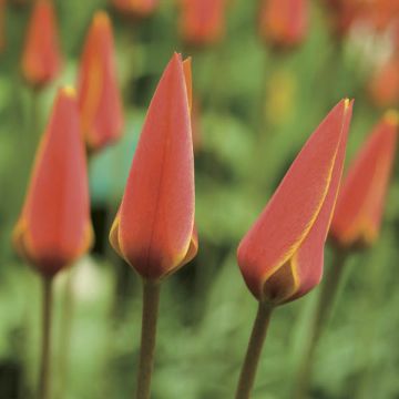 Tulipe botanique clusiana chrysantha Tubergen Gem