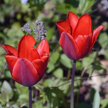 Tulipe Simple Hâtive Couleur Cardinal