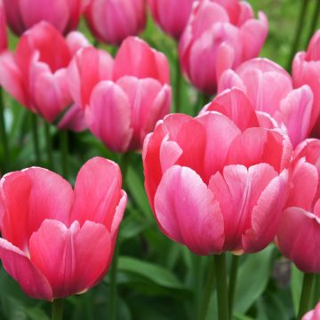 Tulipe de Darwin Pink Impression