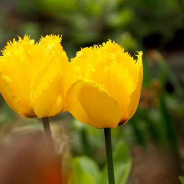 Tulipe dentelée Maja