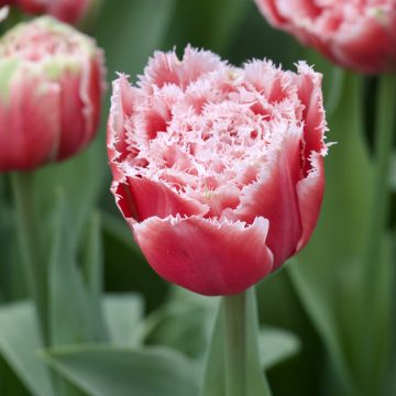 Tulipe Dentelée Double Queensland