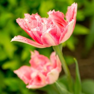 Tulipe dentelée double Crispion Sweet