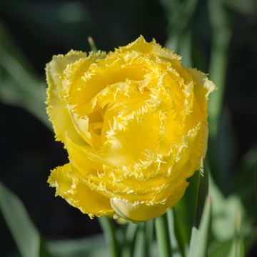 Tulipe dentelée double Exotic Sun