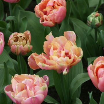 Tulipe Double Tardive Pink Star