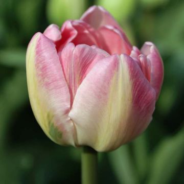 Tulipe double tardive Up Star - Tulipe à fleurs de pivoine