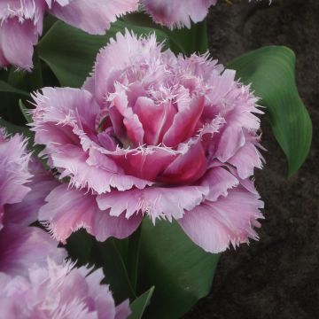 Tulipe dentelée double Mascotte