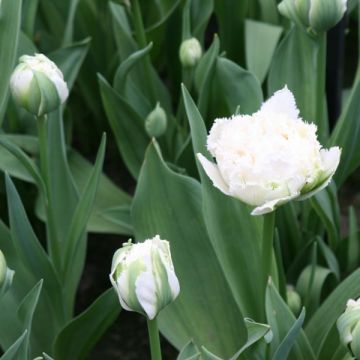 Tulipe dentelée double Snow Crystal