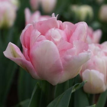 Tulipe Double Foxtrot