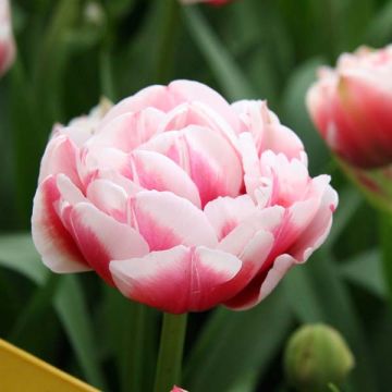 Tulipe double tardive Gerbrandt Kieft - Tulipe à fleurs de pivoine