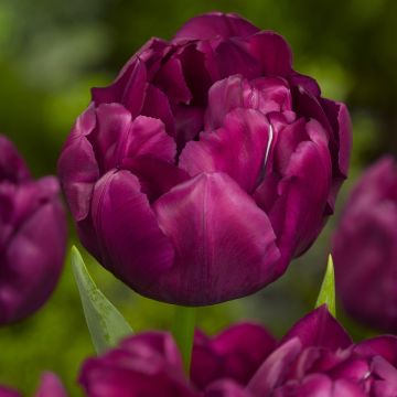 Tulipe double hâtive Alison Bradley