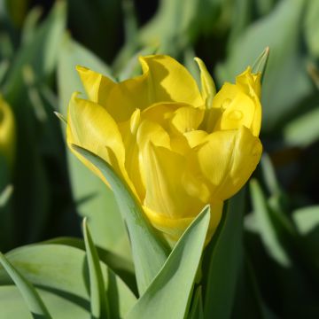 Tulipe double hâtive Yellow Baby