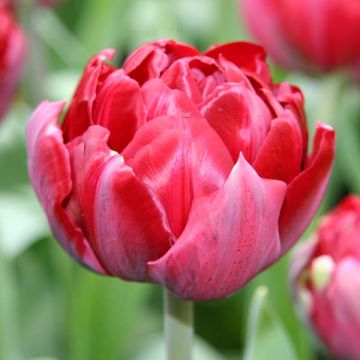 Tulipe Double Tardive Oncle Tom