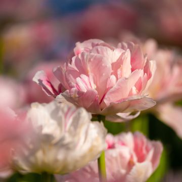 Tulipe double tardive Angelique - Tulipe à fleurs de pivoine