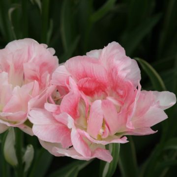 Tulipe Double Annelinde