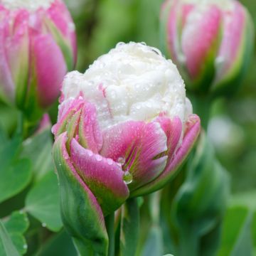 Tulipe double tardive Ice Cream