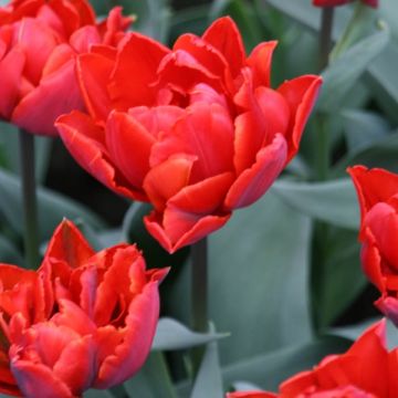 Tulipe double tardive Red Princess