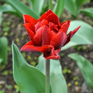 Tulipe double tardive Red Princess